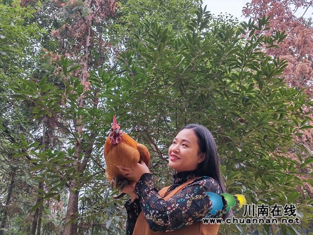 童瓊展示她飼養(yǎng)的跑山雞1（曾佐然攝）.jpg