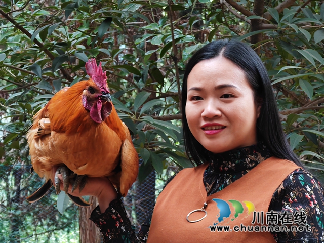 童瓊展示她飼養(yǎng)的跑山雞（曾佐然攝）.jpg