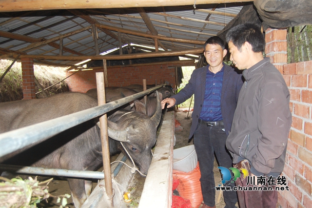 易祖彬（左）了解村民水牛養(yǎng)殖情況.JPG