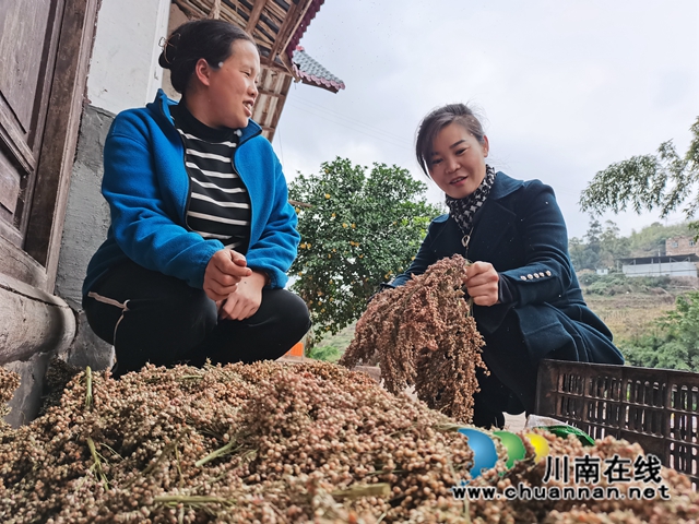 潘小容到劉友妹家查看高粱豐收情況.jpg