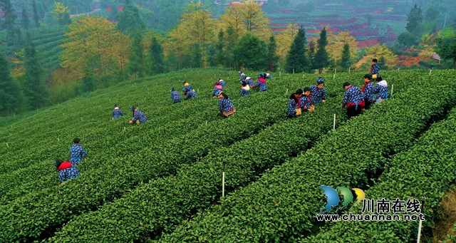 茶1.jpg