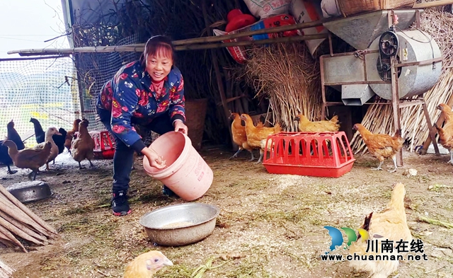 圖2：杜如平給雞鴨添喂飼料.jpg
