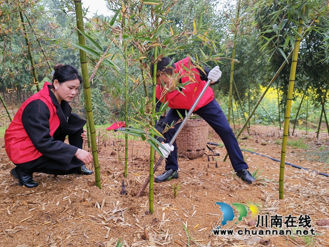 采挖竹筍（曾佐然攝）.jpg