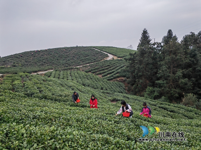 采摘茶葉（曾佐然攝）.jpg