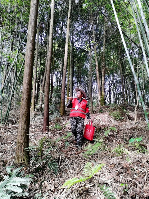 守護(hù)山林丨敘永縣龍鳳鎮(zhèn)生態(tài)護(hù)林員獲全國(guó)通報(bào)表?yè)P(yáng)