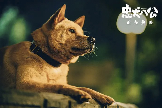 【關注】不止忠犬八公，還有惡犬傷人……