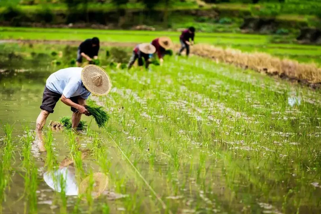 【擴(kuò)散】谷雨起，要多吃這些食物！