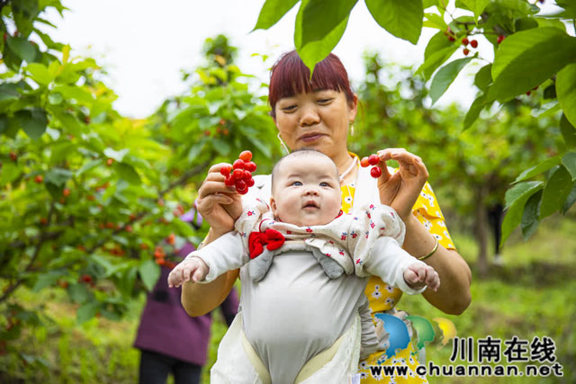 古藺：瑪瑙紅櫻桃紅透山頭，春日限時(shí)美味甜蜜開采