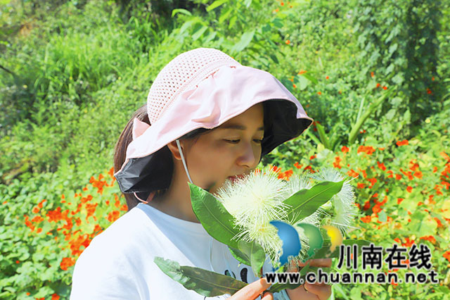 淡雅玲瓏?yán)碓茒y  微風(fēng)搖曳蒲桃香┃瀘縣天興鎮(zhèn)蒲桃花開了