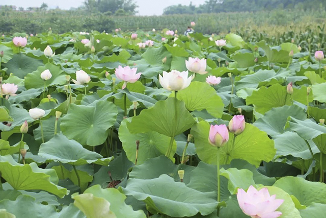 這個(gè)初夏，搭乘荷花基地專班公交，直達(dá)咀陽村賞荷花~