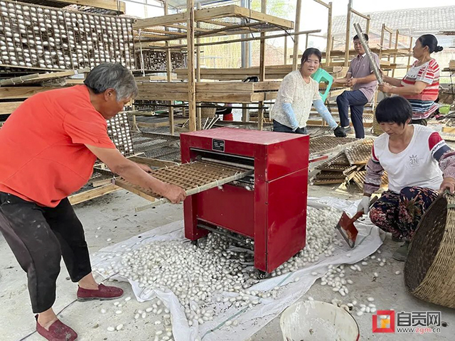 富順：今年第一桶“蠶金”！