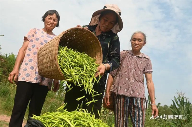 每天百多斤根本不夠賣！內(nèi)江這朵“花苞苞”太暢銷