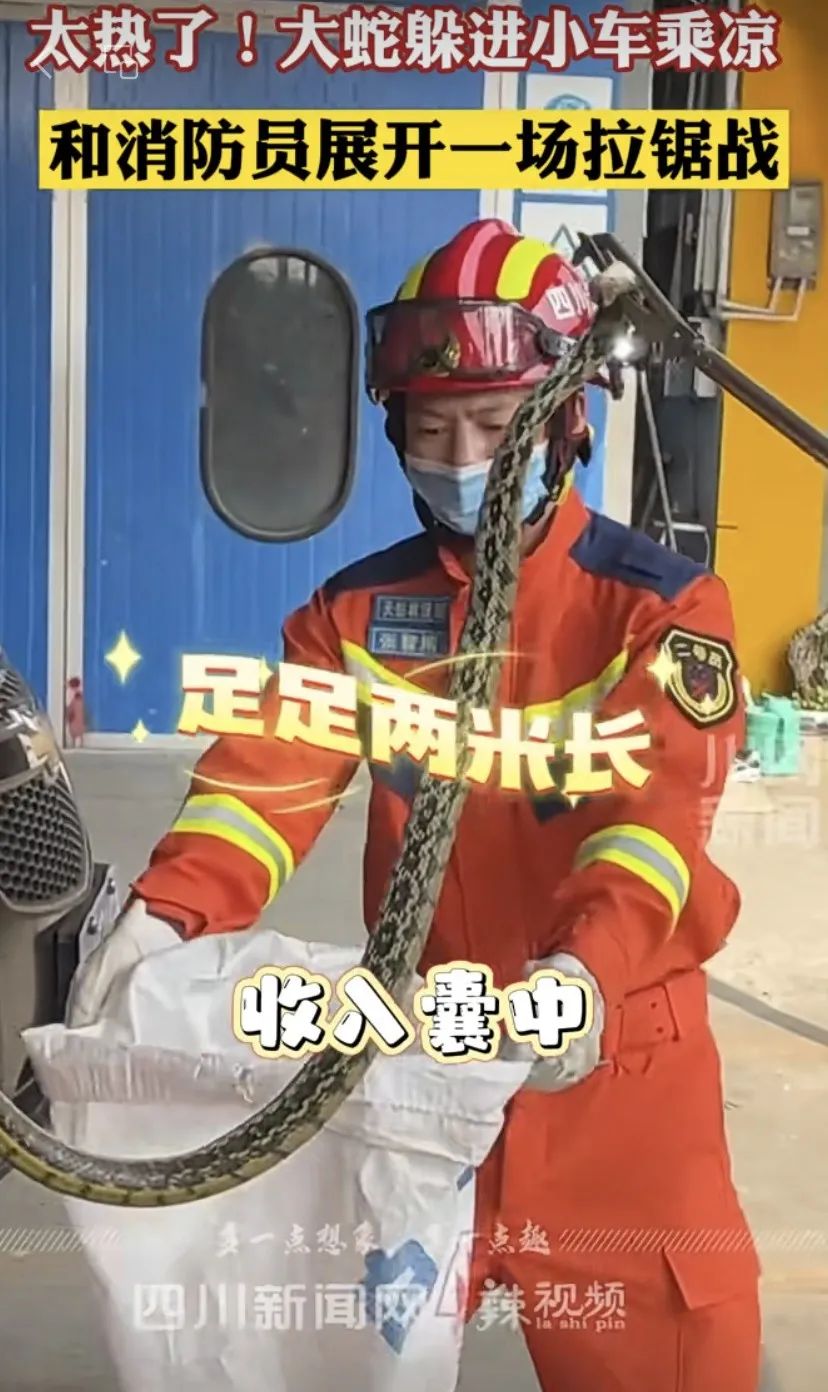 【分享】兩米長大蛇鉆進車?yán)锍藳?，又?人被咬傷