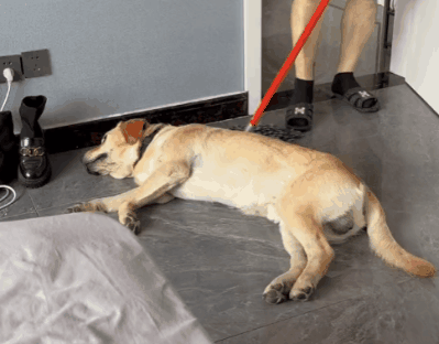 1.gif