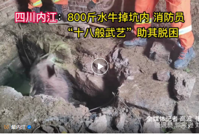 4小時用盡“十八般武藝”！隆昌消防營救800斤重“牛大姐”——