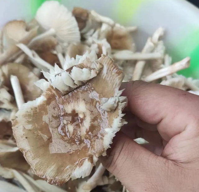 【速轉(zhuǎn)】又一例，瀘州一家食用蘑菇，一人中毒入院？