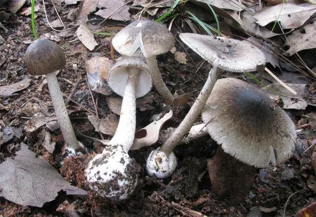 【警惕】五歲兩兄妹雙雙蘑菇中毒，送進(jìn)醫(yī)院