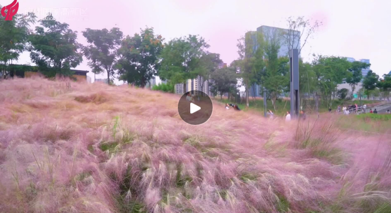 邂逅粉色秋天丨來瀘州漁子溪濕地公園，打卡粉黛浪漫！