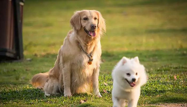 瀘州母子遭惡犬咬傷！拿什么保護(hù)你，我的寶貝？