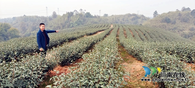 曾茂林介紹新培育三年的茶園.jpg