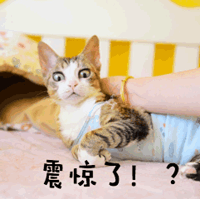 微信圖片_20240118094708_副本.gif