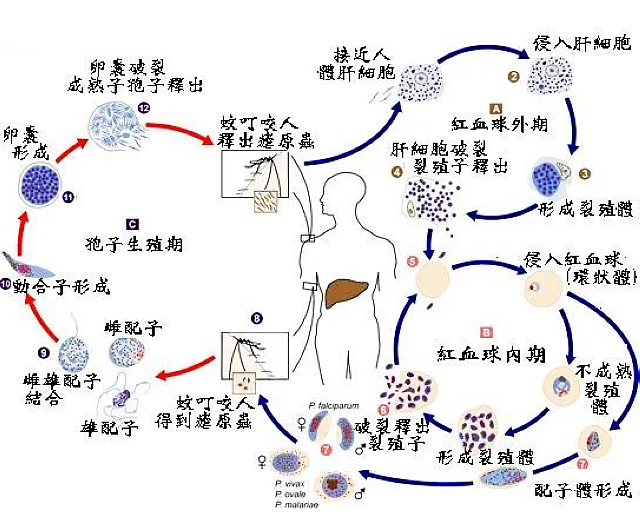 瀘州：返鄉(xiāng)防“瘧”，輕松過節(jié)（附治療瘧疾醫(yī)院名單）