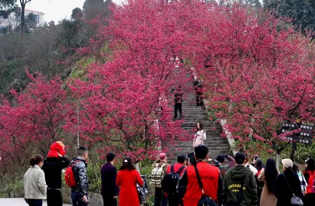 瀘州新增多個(gè)好玩好看網(wǎng)紅點(diǎn)，公交專(zhuān)班可直達(dá)→
