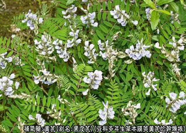 【杏林學(xué)堂】中藥材：黃芪