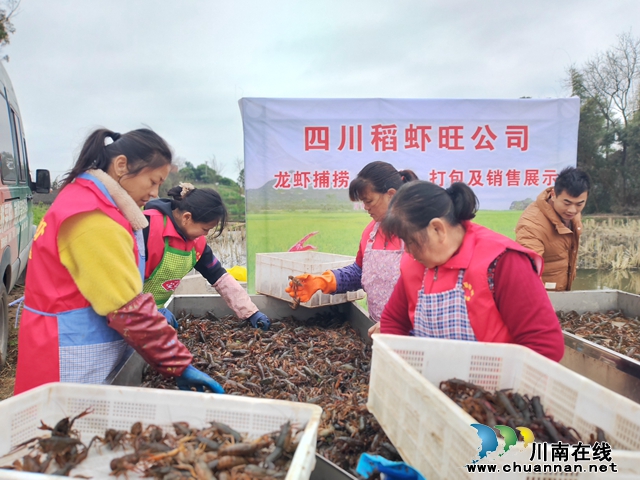 分檢包裝小龍蝦（曾佐然攝）.jpg