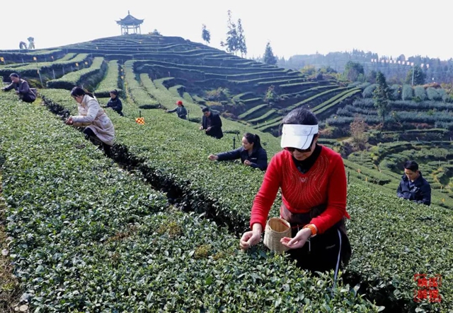 納溪：茶農(nóng)采摘增收樂? 茶企搶“鮮”上市忙