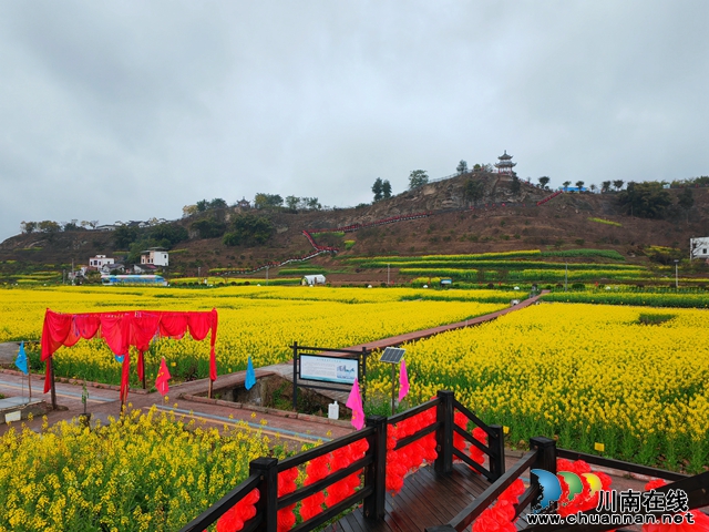 譚壩油菜花園一角（曾佐然攝）.jpg