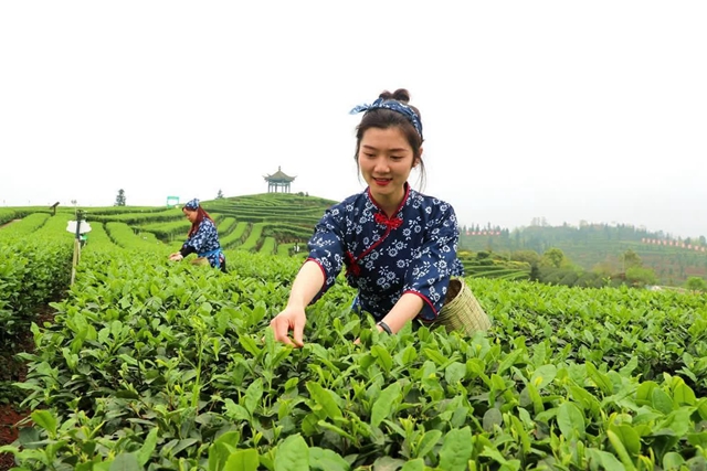 茶2.jpg
