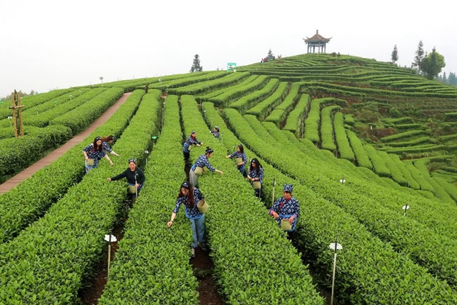 2024納溪早茶節(jié)｜早春品早茶！四川省第十一屆茶葉開(kāi)采活動(dòng)周于3月1日啟動(dòng)