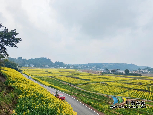 汽車開進油菜花海（曾佐然攝）.jpg