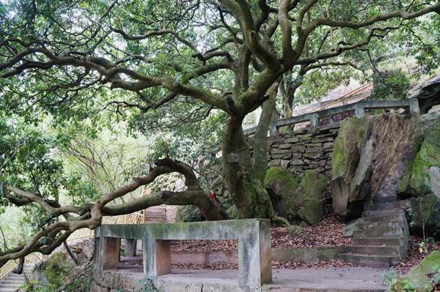 見(jiàn)證文明綿延，從宜賓古荔枝樹(shù)說(shuō)起