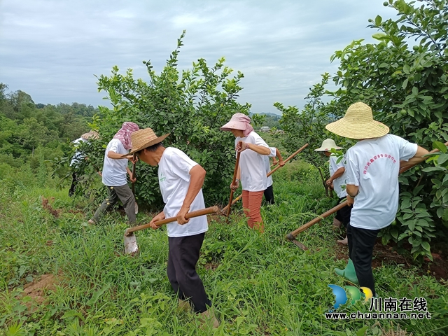 鐘麗推薦四川民鑫勞務(wù)專業(yè)合作社社員在瀘縣玉灣家庭農(nóng)場務(wù)工現(xiàn)場.jpg
