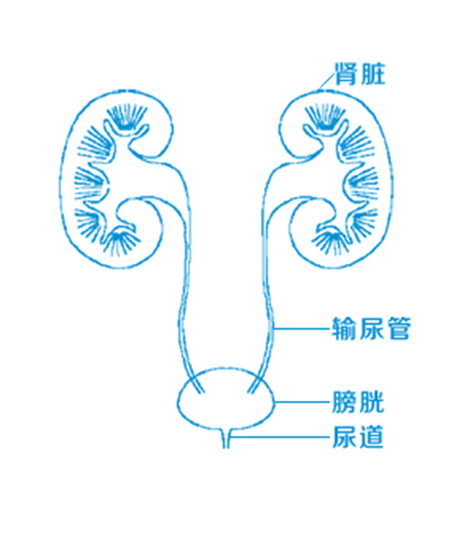 【警惕】腰痛的男人要注意了......當(dāng)心高尿酸血癥——腎結(jié)石的幫兇