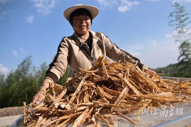 炒肉安逸得很！內(nèi)江“小竹?！钡墓S子豐收嘍