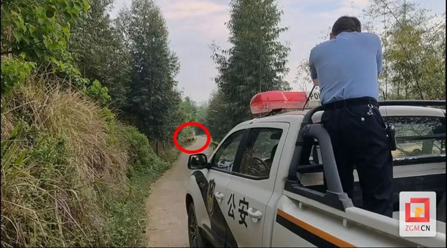 瘋牛，擊斃！
