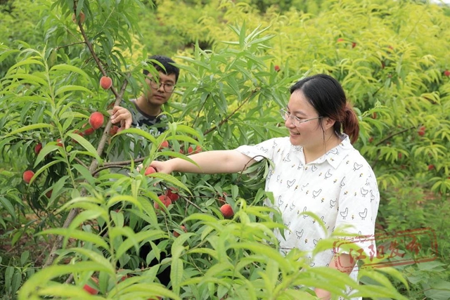 方山桃子熟了｜入園采摘不收費，隨意品嘗