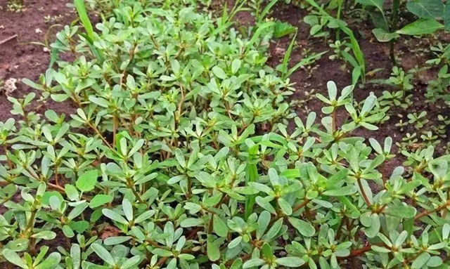 【杏林學(xué)堂】這味隨處生長的草藥，夏季清大腸毒熱很有用！