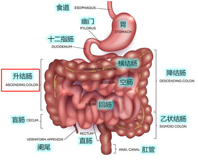 【圍觀】瀘州一男子確診腸癌后自行治療！結(jié)果……