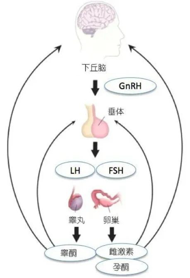 【冷知識】你的娃是早熟好？還是晚熟好？
