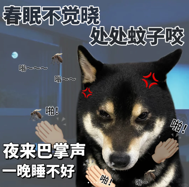 沒想到令我失眠的，不是愛情，而是蚊子……