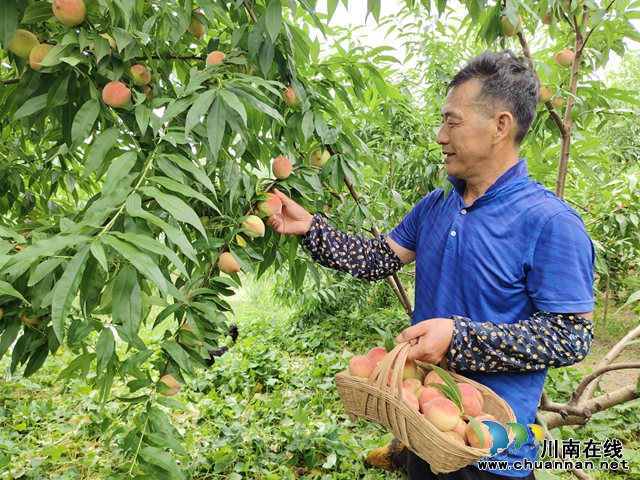 瀘縣天興鎮(zhèn)：甜蜜盛夏，生態(tài)鮮桃采摘忙