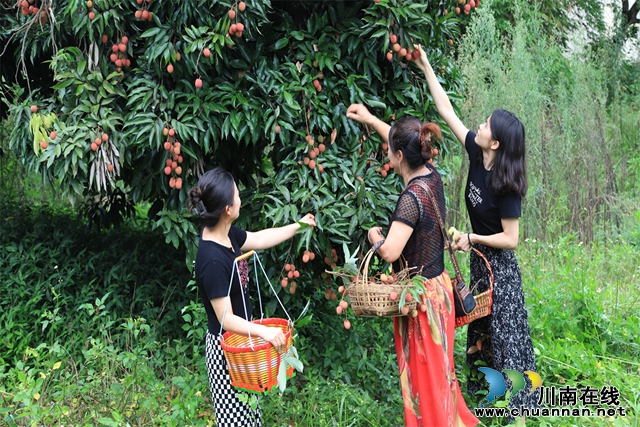 7.果樹照顧得好，果子長得好，每年7月荔枝豐收時時，無數(shù)游客慕名而來游玩采摘，只為一嘗這穿越百年的夏季珍味。.jpg