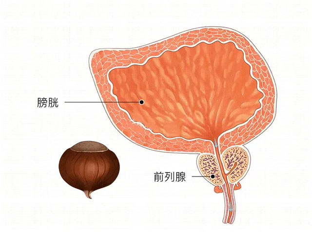 【好奇】前列腺出問(wèn)題會(huì)影響性功能嗎？羞羞的知識(shí)又增加了