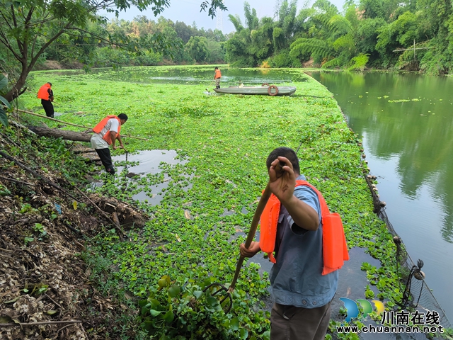 龍馬潭區(qū)魚塘街道：清除水葫蘆，呵護(hù)水生態(tài)