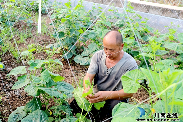 龍馬潭：本地秋季蔬菜陸續(xù)上市 豐富百姓“菜籃子”