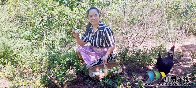 圖2：龐小花在林中撿雞蛋.jpg